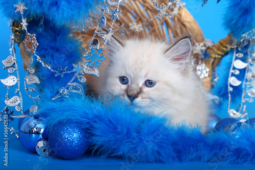 Photography Kitten in a basket with Christmas ornaments