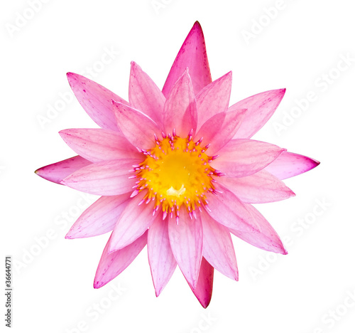 Pink lotus flower