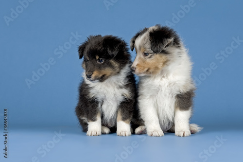 Hunde-Sheltie-10483