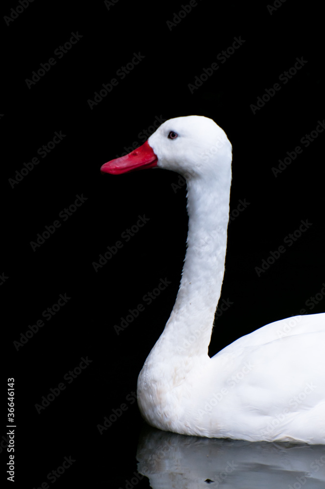 Fototapeta premium Gans
