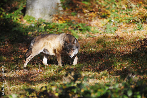 Wolf schleichend photo