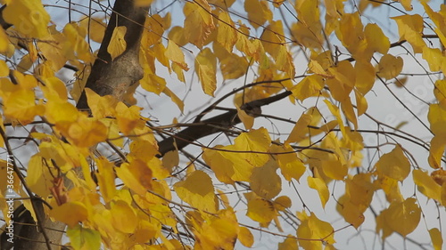 Herbst