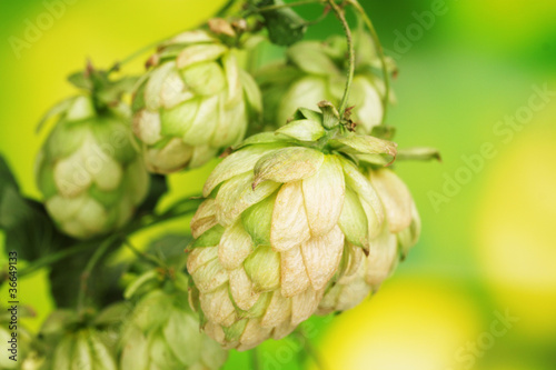 beautiful green hop on green background