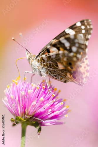 Papillon