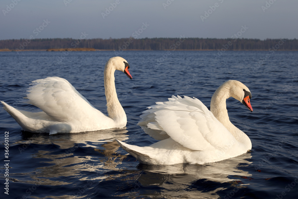 Fototapeta premium Swans.