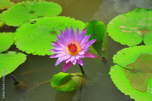 Purple lotus in water