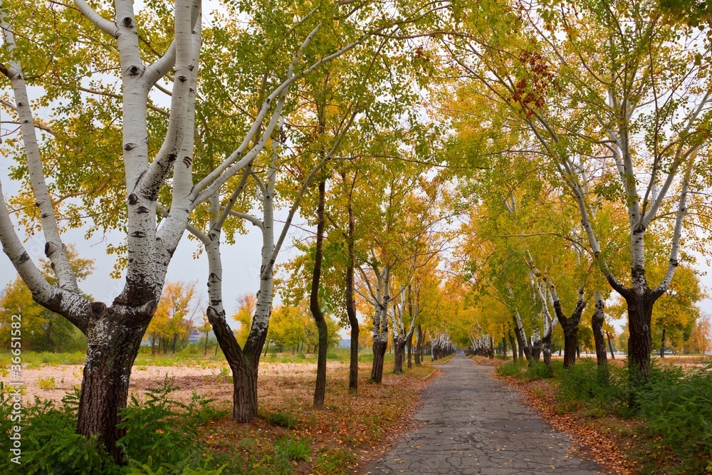 autumn birch alley autumn birch alley