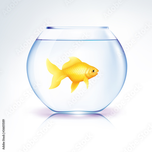 Gold Fish in a bowl