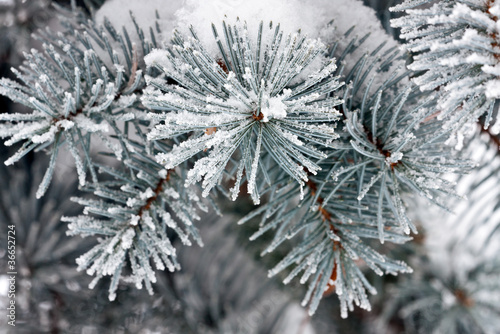 Pine tree with snow