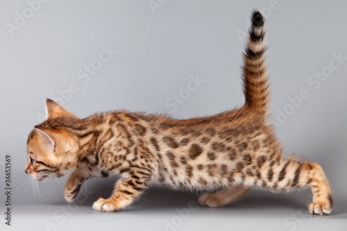 Bengal kitten on grey background