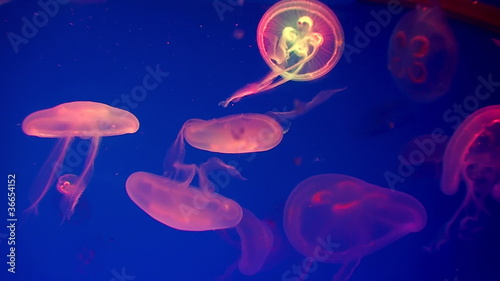 jellyfish photo