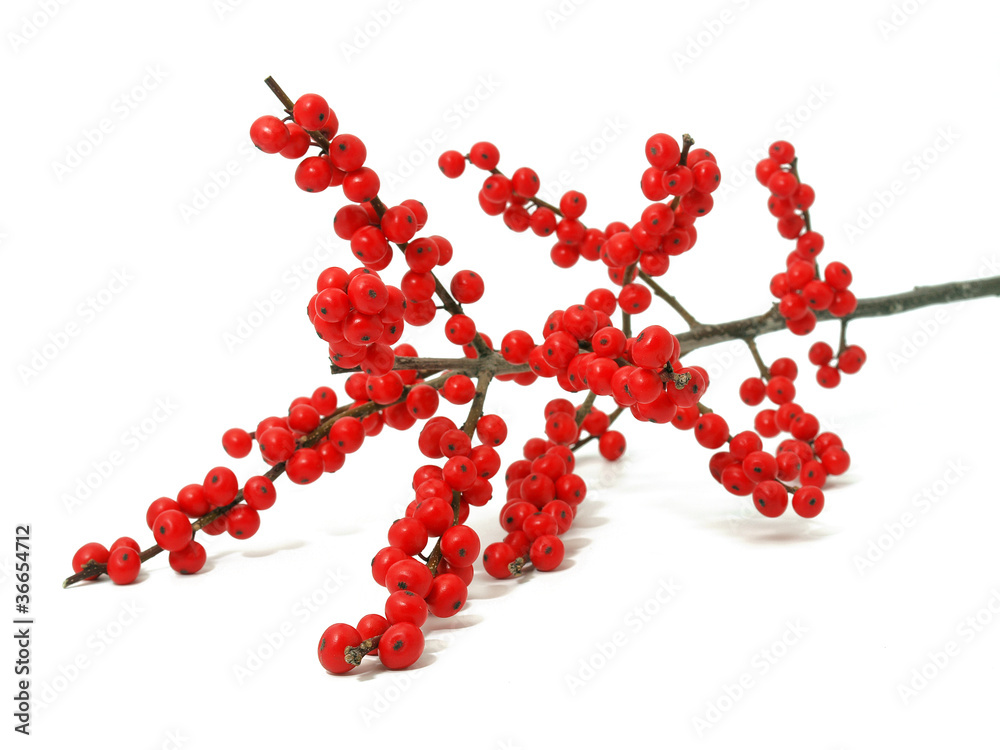 Branch holly with red berries isolated Branch holly with red berries isolated