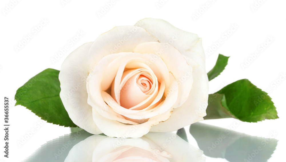 Cream rose with leaves isolated on white