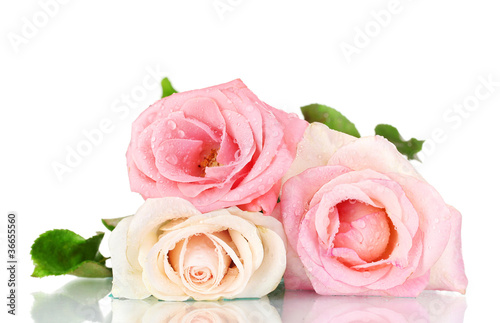 Three beautiful roses isolated on white