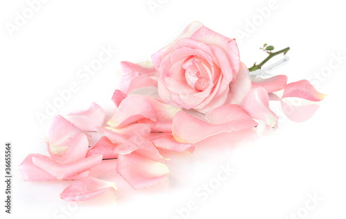 Beautiful pink rose and petals isolated on white