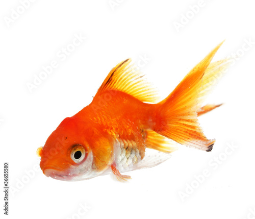 Goldfish closeup in water isolated on white