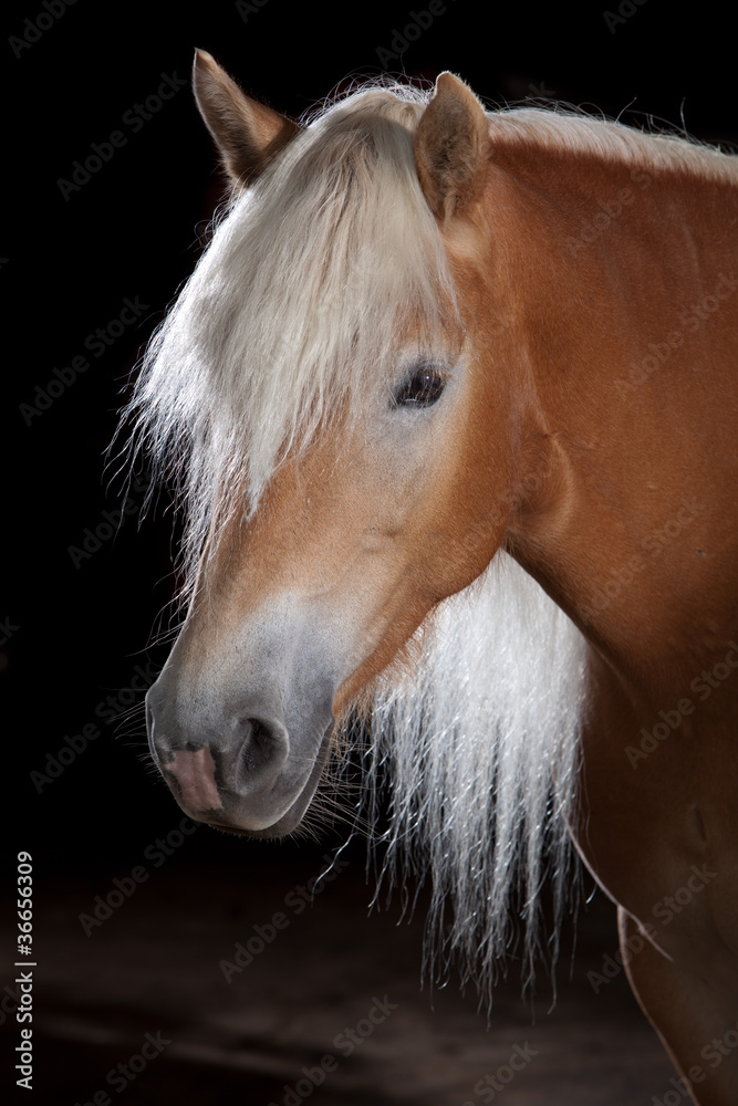 Obraz premium Haflinger