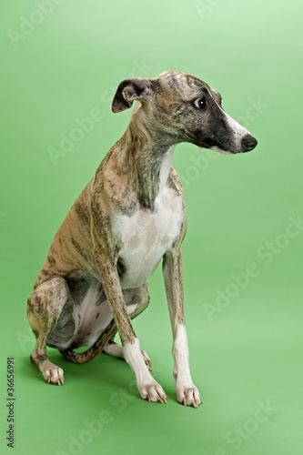 Whippet 13526