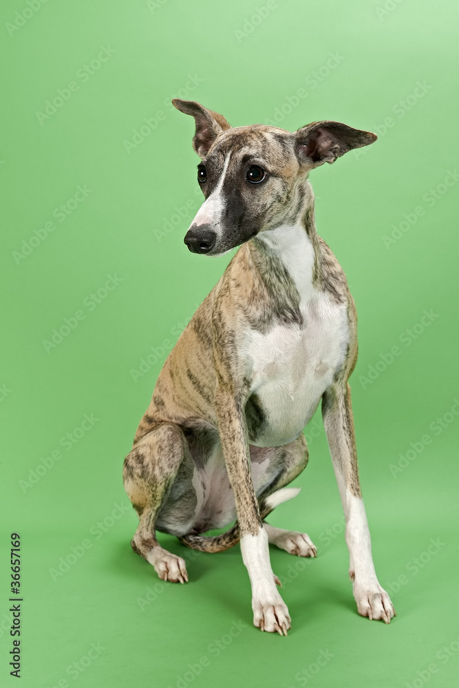 Whippet 13528 Whippet 13528