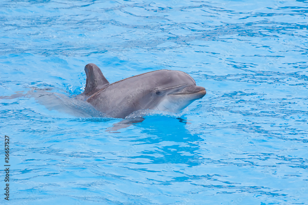 Fototapeta premium Bottlenose dolphin