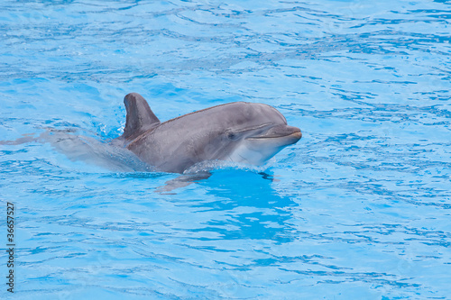 Bottlenose dolphin