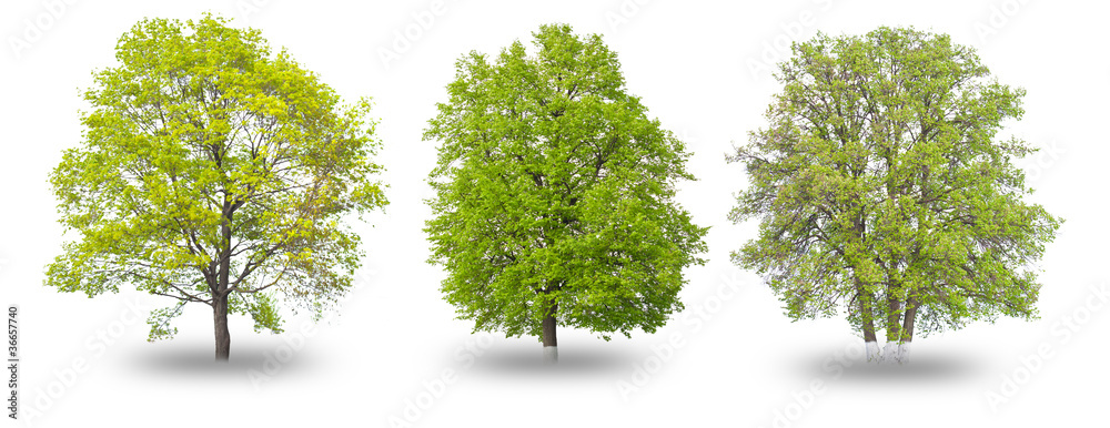 Fototapeta premium Three green tree