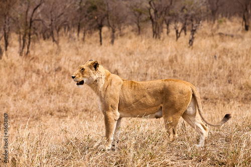 Female lion walking  through the grass