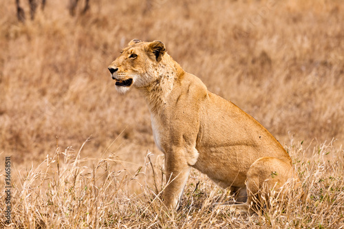 Female lion sitting in the grass