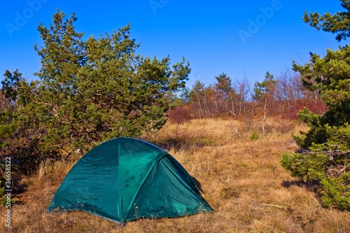 touristic tent in a pine forest