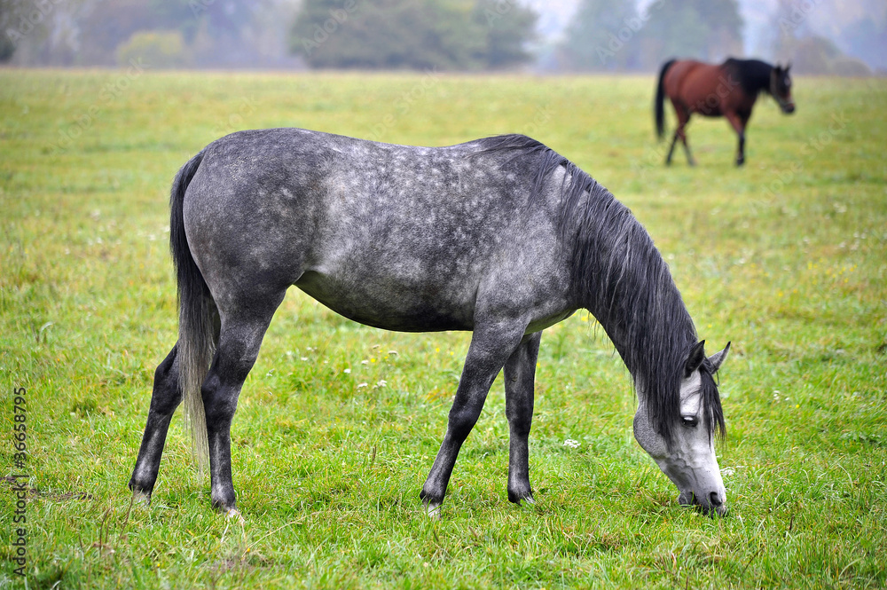 Fototapeta premium horses on the meadow