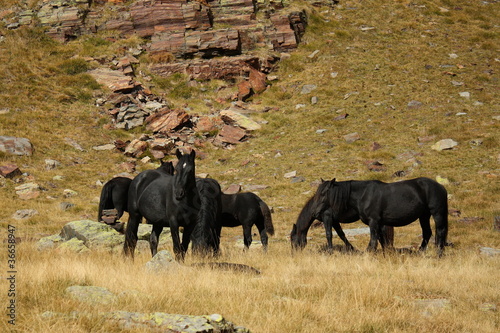 black wild horses drinking water