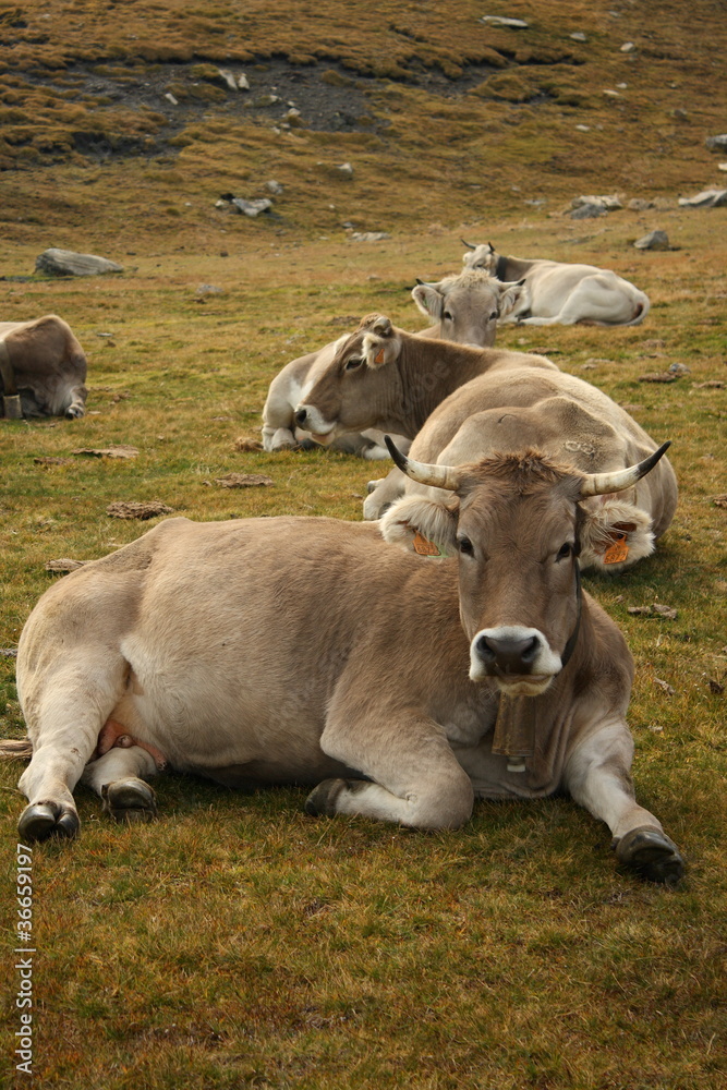 herd of brown cows resting on alpine meadow