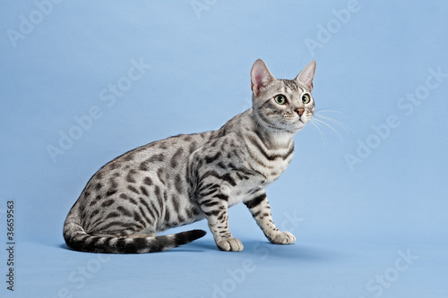 Bengal Katze 13302