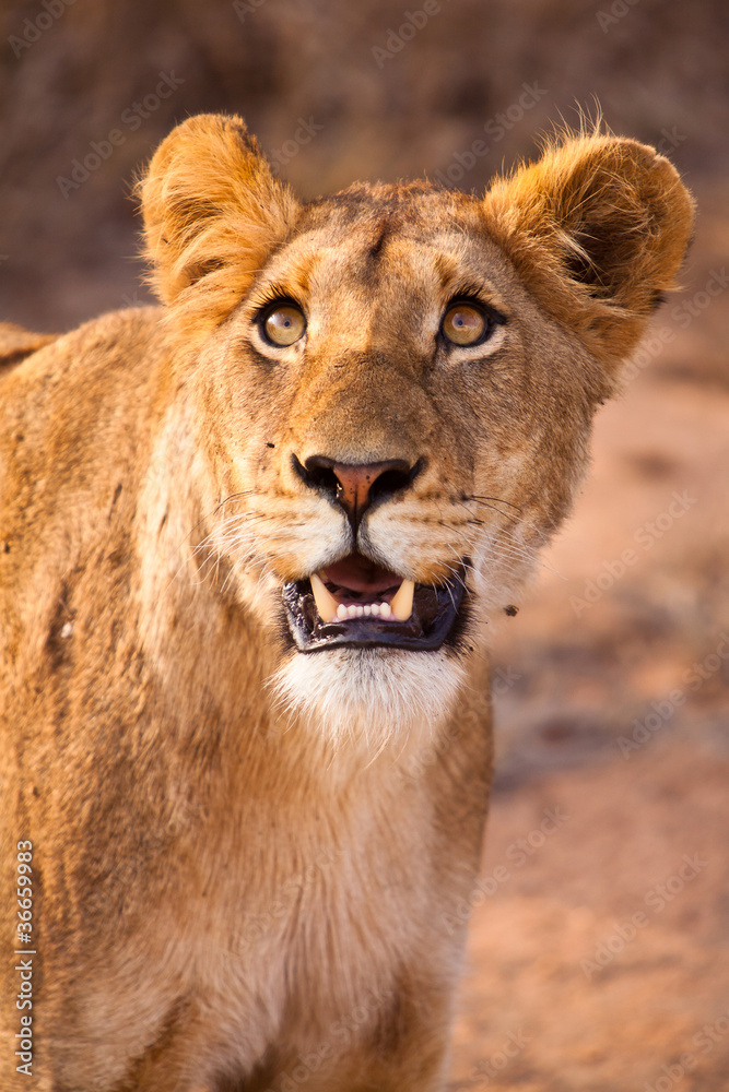 Female lion walking through the grass Female lion walking through the grass