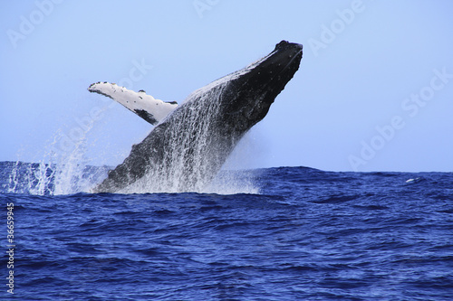 baleine à bosses