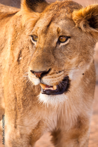 Female lion walking  through the grass