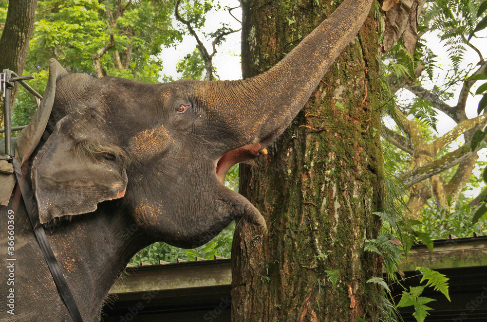 Fototapeta premium elephant head