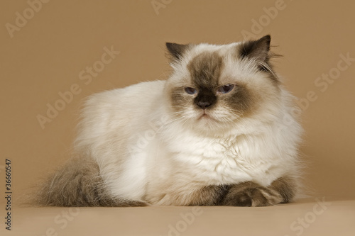 Photography Katzen-BLH-11559