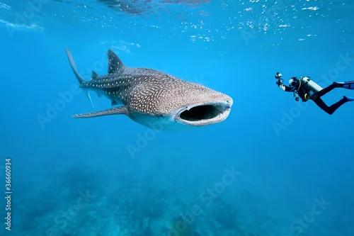 Obraz Rekin wielorybi i fotograf podwodny