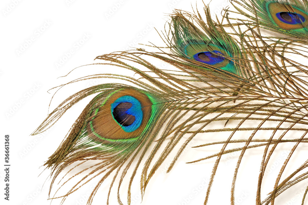 Fototapeta premium three beautiful peacock feather
