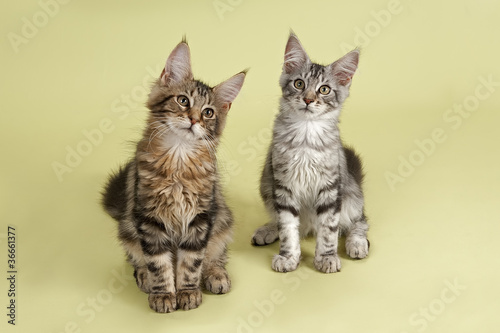 Maine Coon 12537