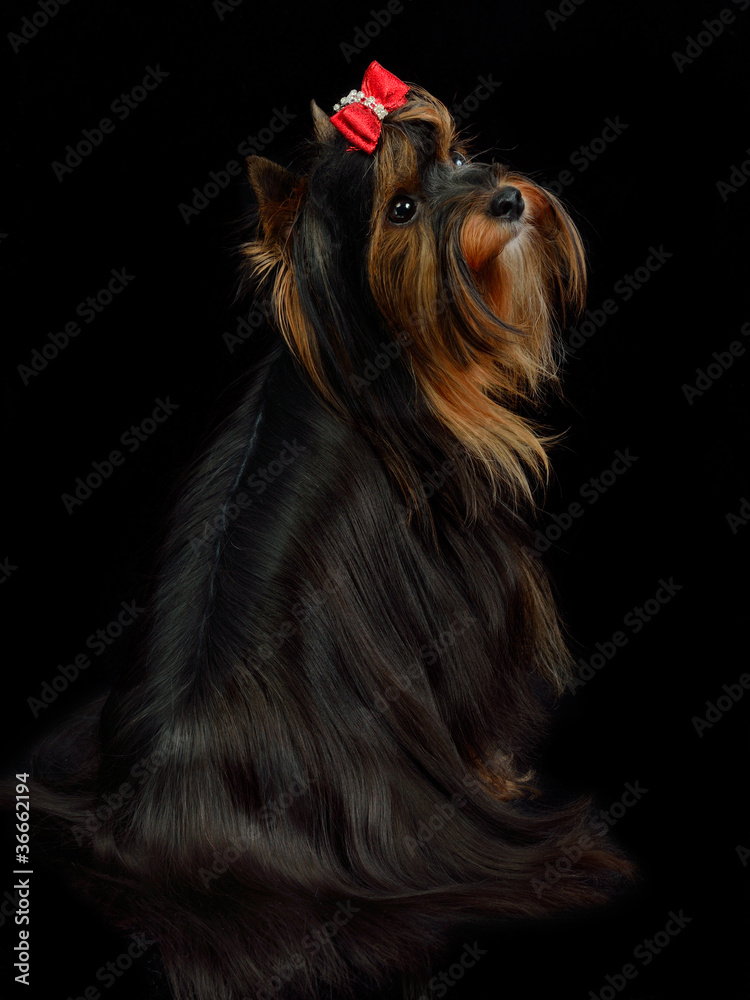 Naklejka premium Yorkshire terrier sitting