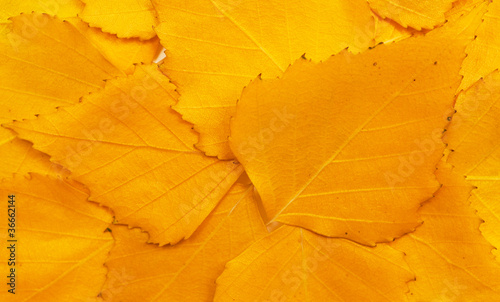 Fallen autumn leaves background