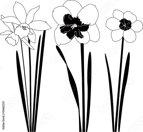 Flowers narcissuses isolated white background