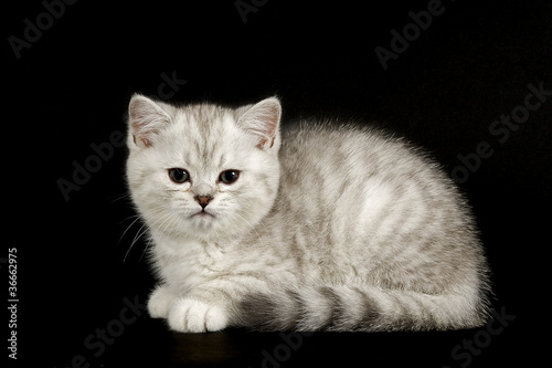 Bilde på lerret Katzen-Selkirk-Rex 11440