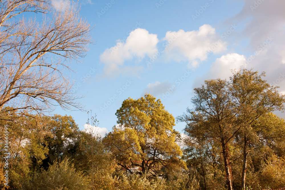 Autumn Trees Pattern