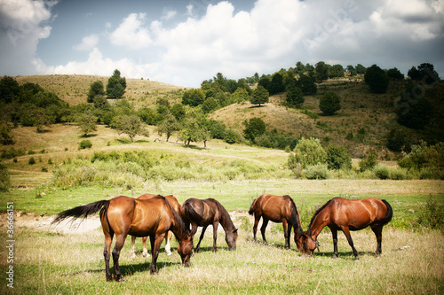 Horses on green rural land