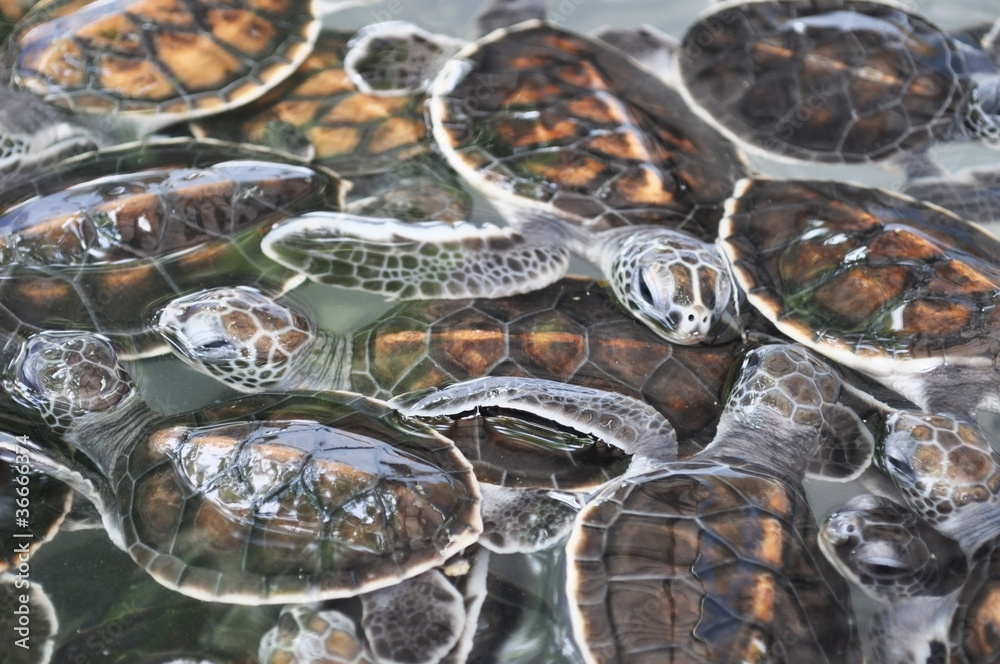 Fototapeta premium baby turtle. Baby green turtle in a nursery pond.