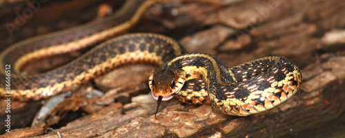 Garter Snake (Thamnophis sirtalis) photo