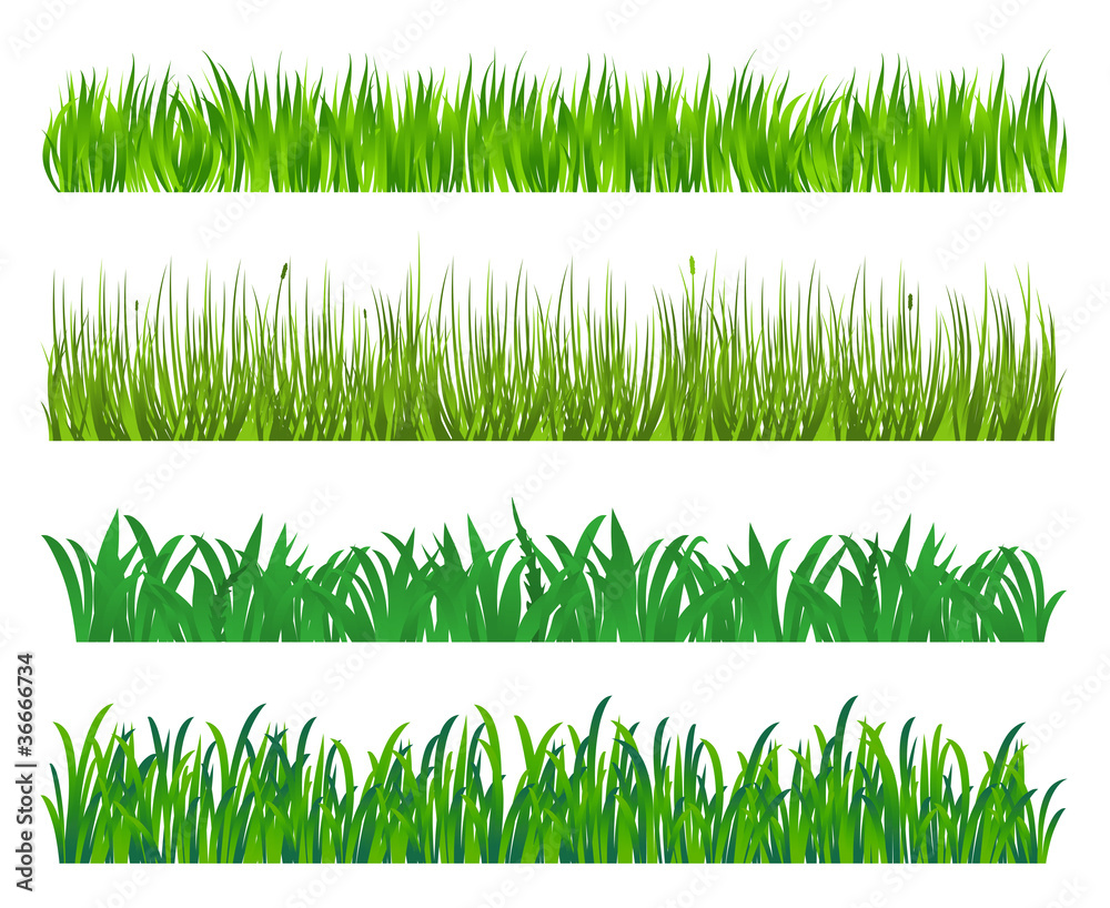 Fototapeta Green grass elements